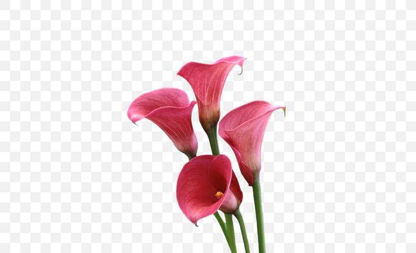Arum-lily Cut Flowers Lilium, PNG, 600x500px, Arumlily, Arum, Arum Lilies, Bulb, Calas Download Free
