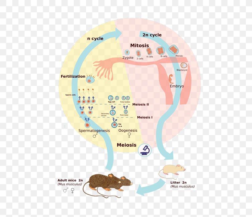 Biological Life Cycle Wikimedia Commons Célula Diploide Wikimedia Foundation Zygote, PNG, 500x707px, Biological Life Cycle, Area, Cell, Cell Division, Fertilisation Download Free