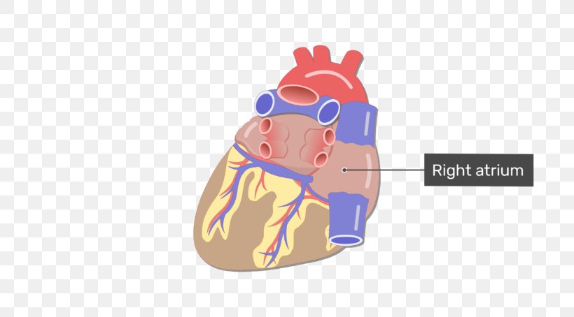 Heart Blood Vessel Coronary Circulation Small Cardiac Vein, PNG, 770x454px, Watercolor, Cartoon, Flower, Frame, Heart Download Free