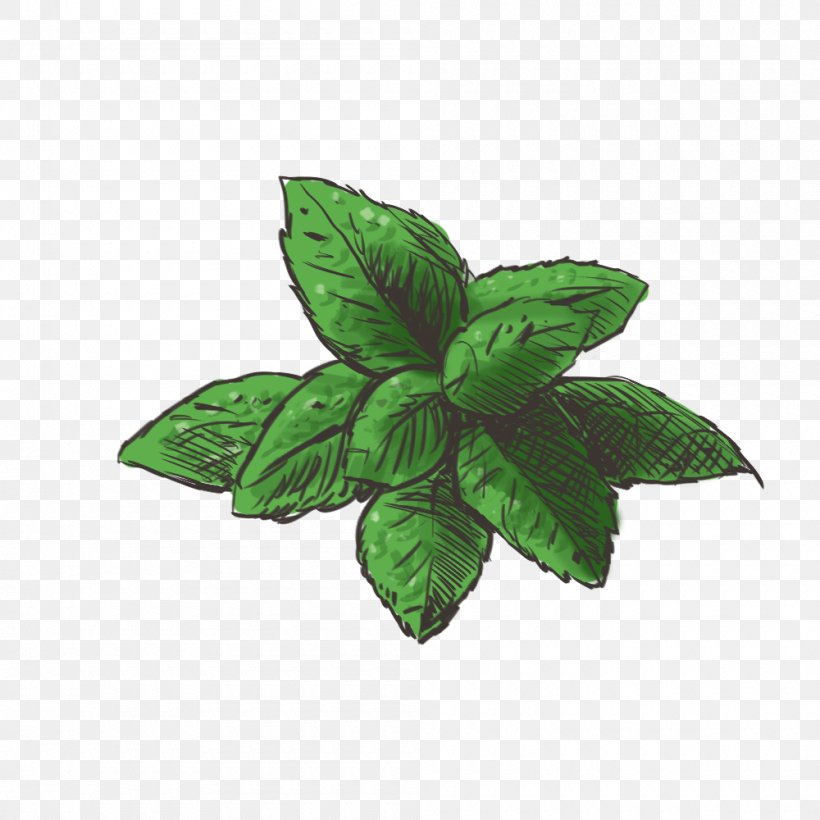 Mints Herb, PNG, 1000x1000px, Mint, Genus, Herb, Highdefinition Television, Highdefinition Video Download Free
