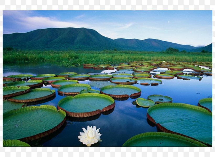 Pantanal Victoria Amazonica Wetland Corumbá White Water-Lily, PNG, 800x600px, Pantanal, Brazil, Ecosystem, Grass, Hill Station Download Free