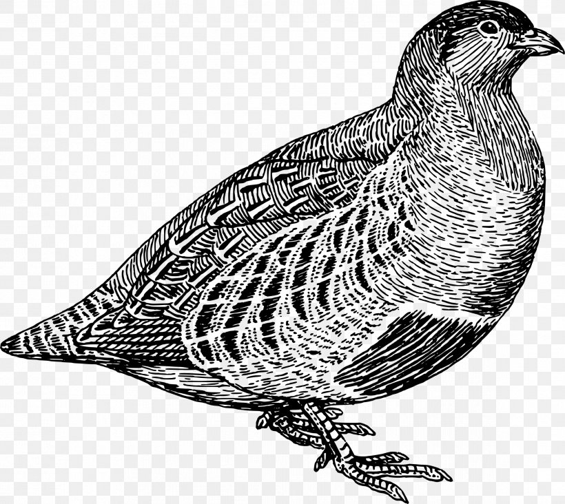 Partridge Quail Line Art Clip Art, PNG, 2319x2072px, Partridge, Beak, Bird, Bird Of Prey, Black And White Download Free