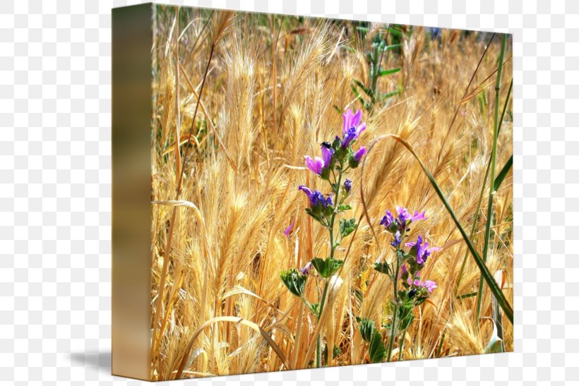 Wheat Gallery Wrap Wildflower Barley Meadow, PNG, 650x547px, Wheat, Art, Barley, Canvas, Cereal Download Free