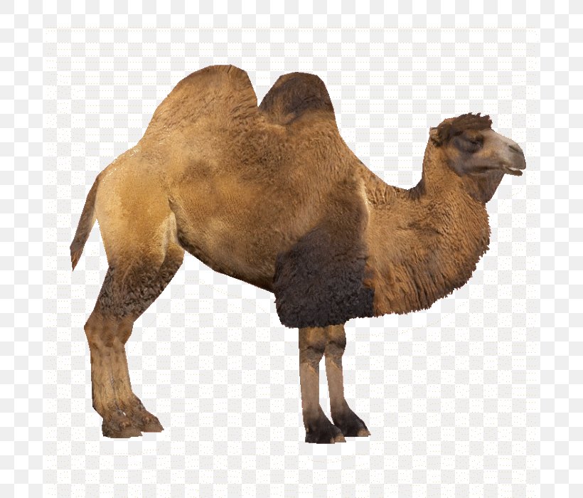 Bactrian Camel Zoo Tycoon 2 Dromedary, PNG, 700x700px, Zoo Tycoon 2, Arabian Camel, Bactrian Camel, Camel, Camel Like Mammal Download Free
