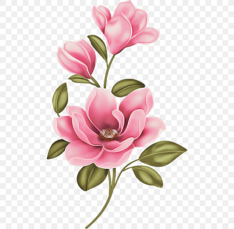 Flower Petal Pink Plant Cut Flowers, PNG, 494x800px, Flower, Blossom, Chinese Magnolia, Cut Flowers, Magnolia Download Free