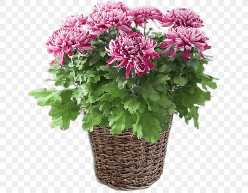Houseplant Chrysanthemum ×grandiflorum Cut Flowers Dahlia, PNG, 640x640px, Plant, Air, Annual Plant, Aster, Chlorophytum Comosum Download Free