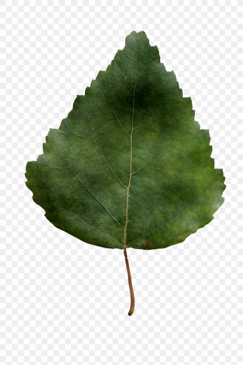 Leaf Tree, PNG, 2787x4181px, Leaf, Annual Plant, Flower, Green, Match Poplar Download Free