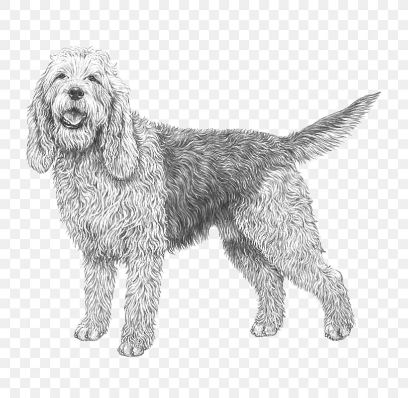 Wirehaired Pointing Griffon Otterhound Petit Basset Griffon Vendéen Briquet Griffon Vendéen Greater Swiss Mountain Dog, PNG, 800x800px, Wirehaired Pointing Griffon, Bernese Mountain Dog, Bread Pan, Breed, Carnivoran Download Free