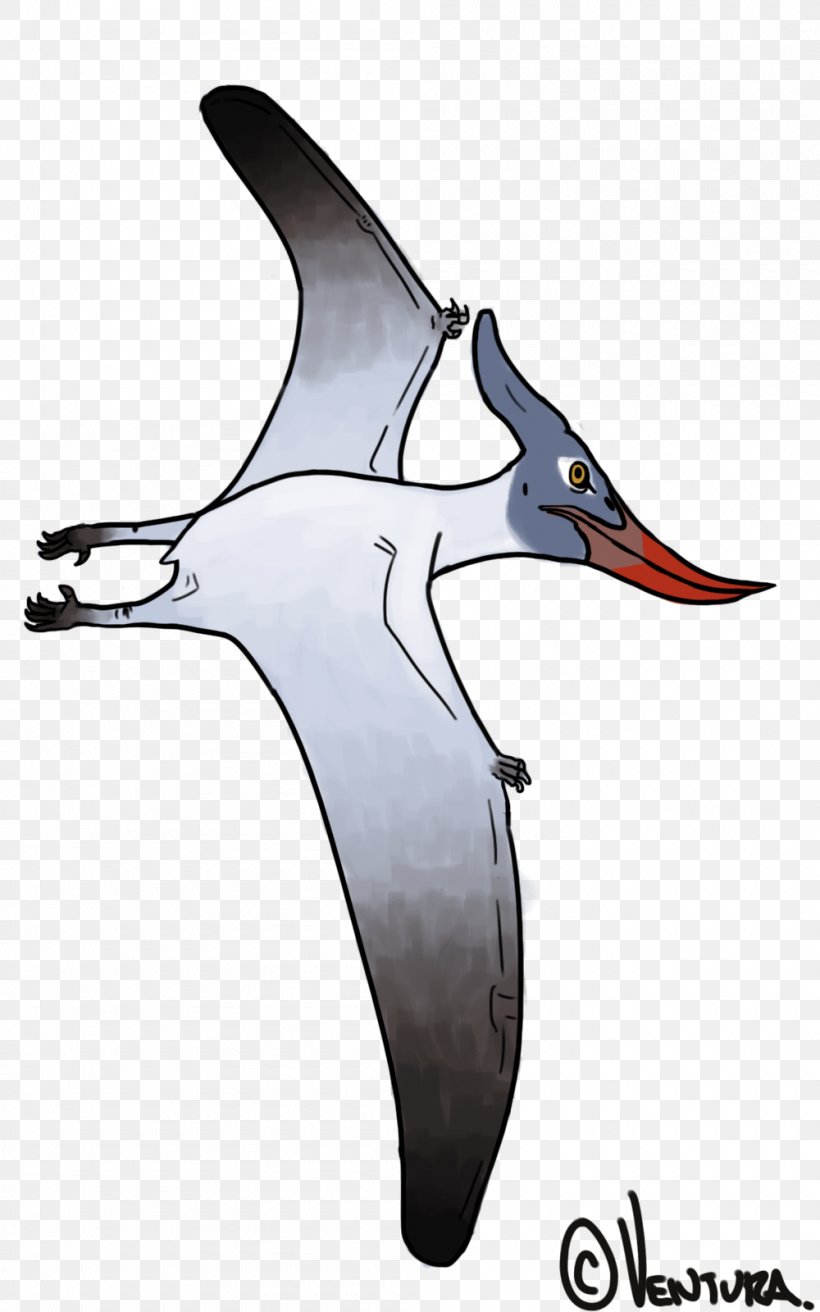 Albatross Shorebirds Cygnini Goose, PNG, 1000x1600px, Albatross, Anatidae, Beak, Bird, Charadriiformes Download Free