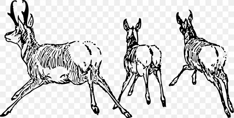 Antelope Pronghorn Clip Art, PNG, 2400x1206px, Antelope, Antler, Artwork, Black And White, Deer Download Free