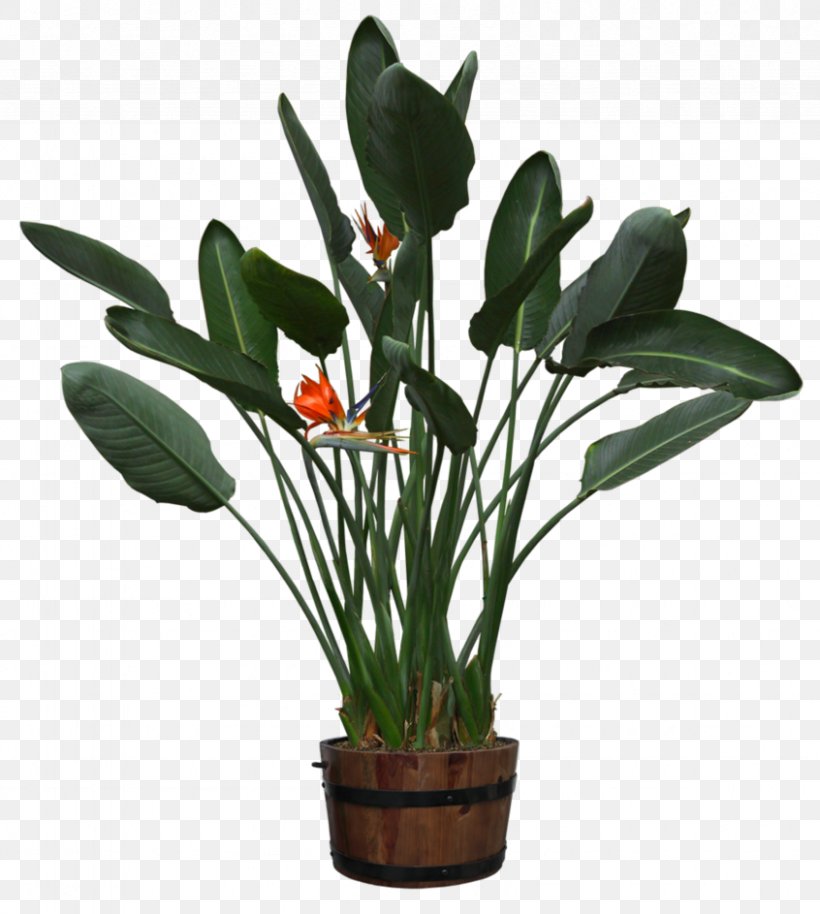 Houseplant Tree, PNG, 846x943px, Plant, Flower, Flowering Plant, Flowerpot, Houseplant Download Free