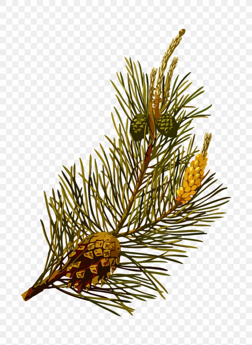 Köhler's Medicinal Plants Scots Pine Tree Conifer Cone Clip Art, PNG, 933x1280px, Scots Pine, Branch, Christmas Ornament, Conifer, Conifer Cone Download Free