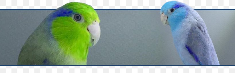 Budgerigar Lovebird Macaw Parrot, PNG, 1280x400px, Budgerigar, Beak, Bird, Common Pet Parakeet, European Goldfinch Download Free