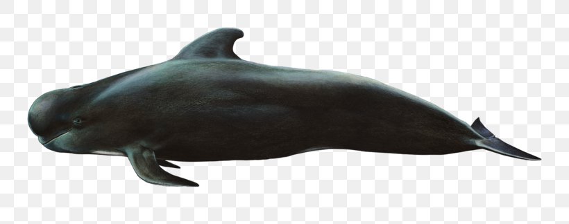 Common Bottlenose Dolphin Short-beaked Common Dolphin Rough-toothed Dolphin Tucuxi White-beaked Dolphin, PNG, 800x324px, Common Bottlenose Dolphin, Animal Figure, Cetacea, Dolphin, Fauna Download Free