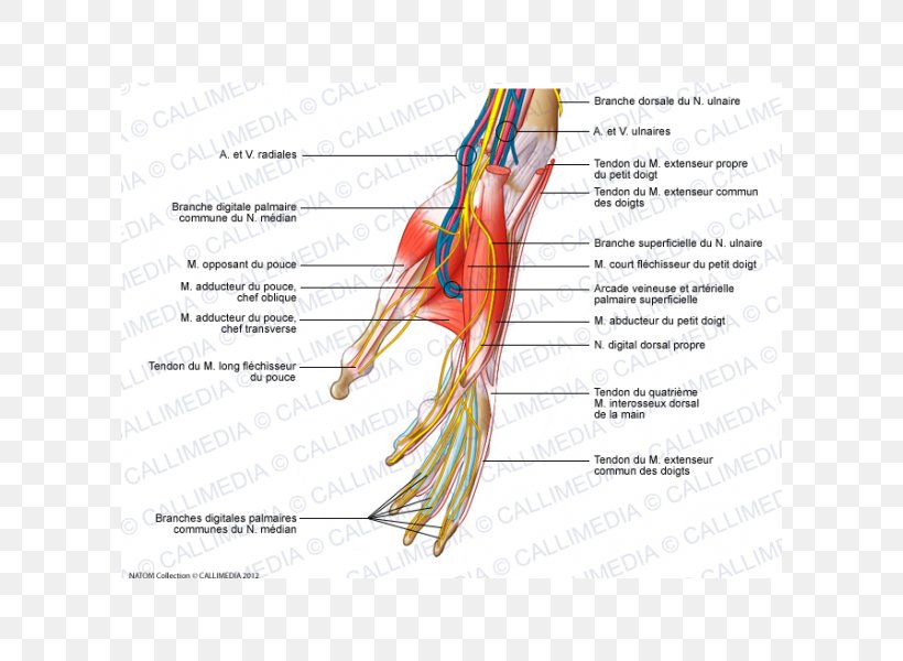 Finger Nerve Muscles Of The Hand, PNG, 600x600px, Watercolor, Cartoon, Flower, Frame, Heart Download Free