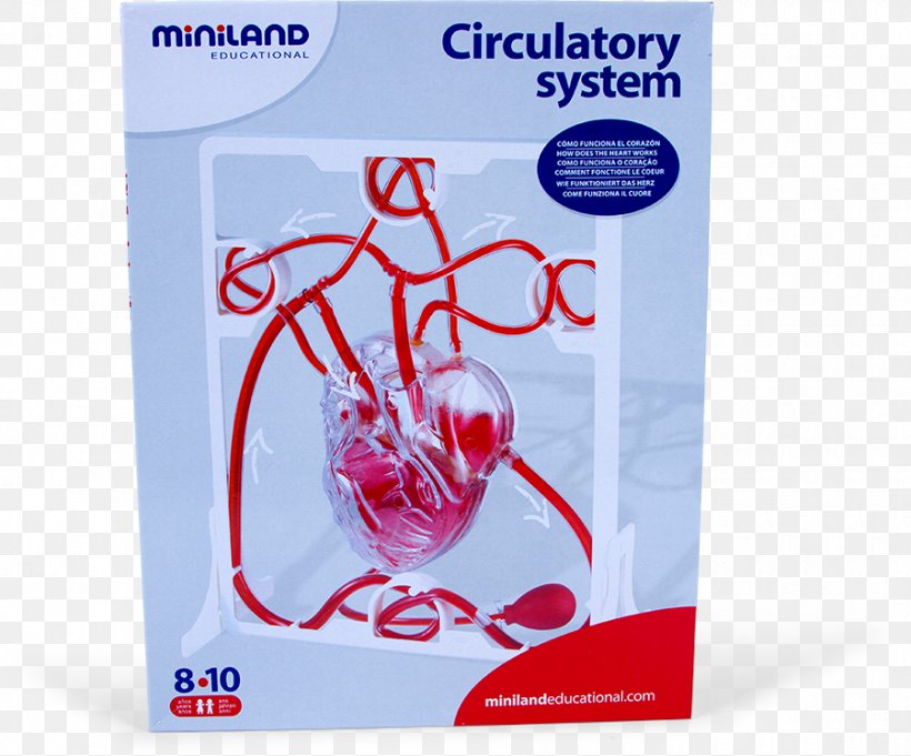 Human Heart Science Pump Font, PNG, 900x748px, Heart, Human Heart, Miniland, Pump, Science Download Free