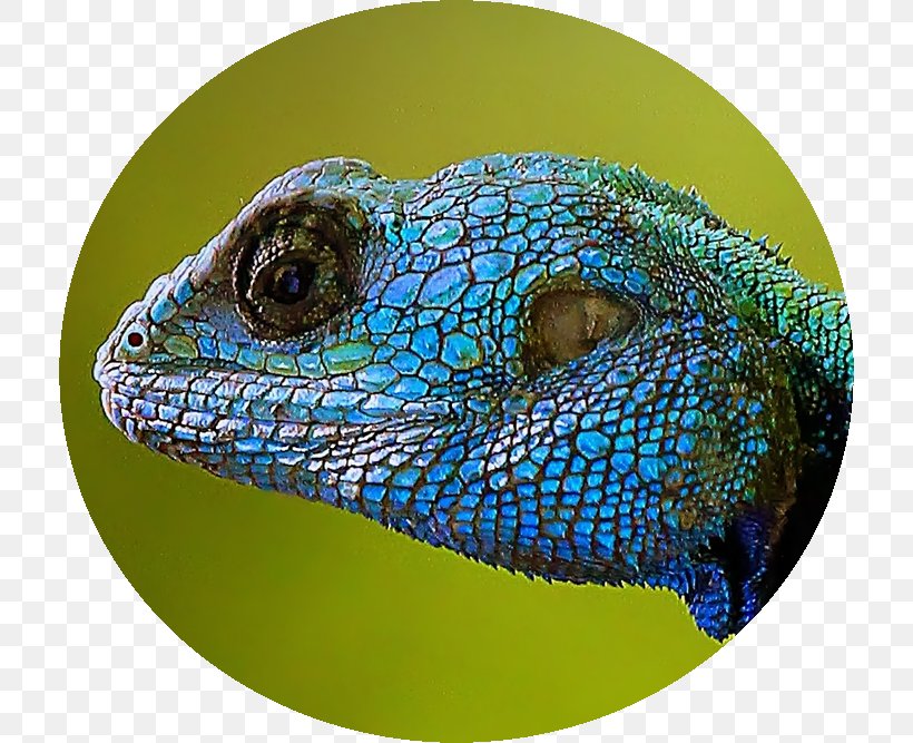 Iguanas Lizard Close-up, PNG, 714x667px, Iguanas, Closeup, Iguania, Lizard, Organism Download Free