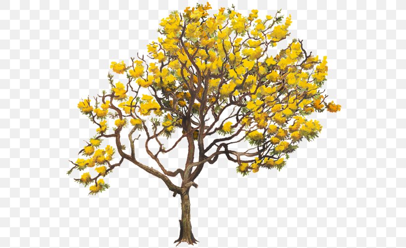 Yellow Tabebuia Chrysantha Twig Tabebuia Aurea Tree, PNG, 750x502px, Yellow, Arbor Day, Blue, Branch, Crown Download Free