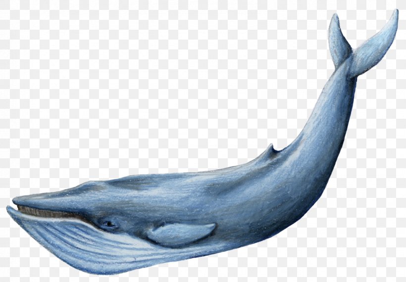 Blue Whale Clip Art, PNG, 1592x1108px, Whale, Blue Whale, Common Bottlenose Dolphin, Display Resolution, Dolphin Download Free