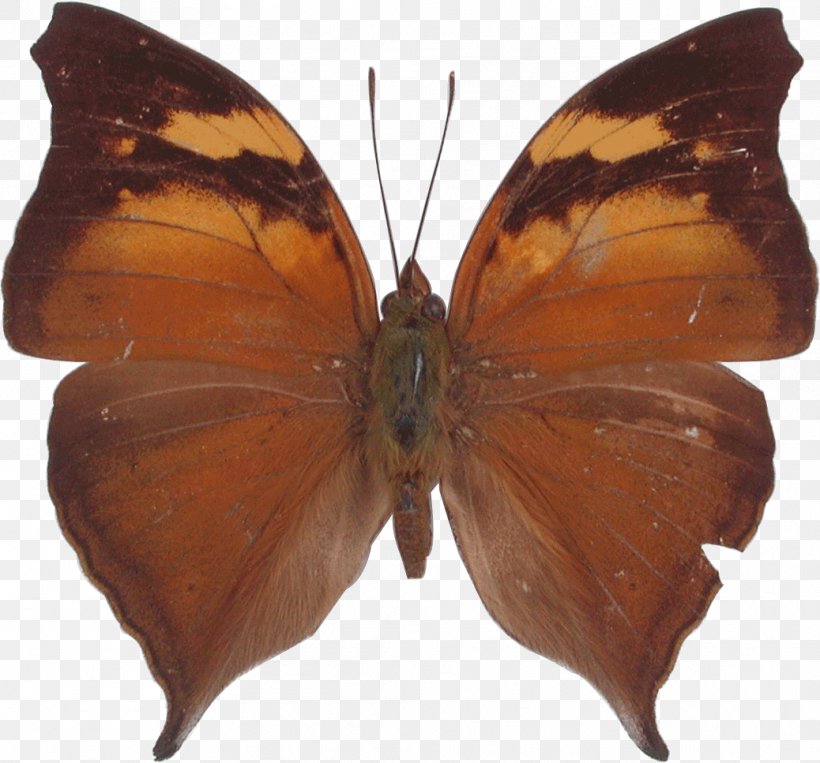 Butterfly Pieridae Orange Oakleaf Gossamer-winged Butterflies Moth, PNG, 1038x967px, Butterfly, Arthropod, Brush Footed Butterfly, Brushfooted Butterflies, Daytime Download Free