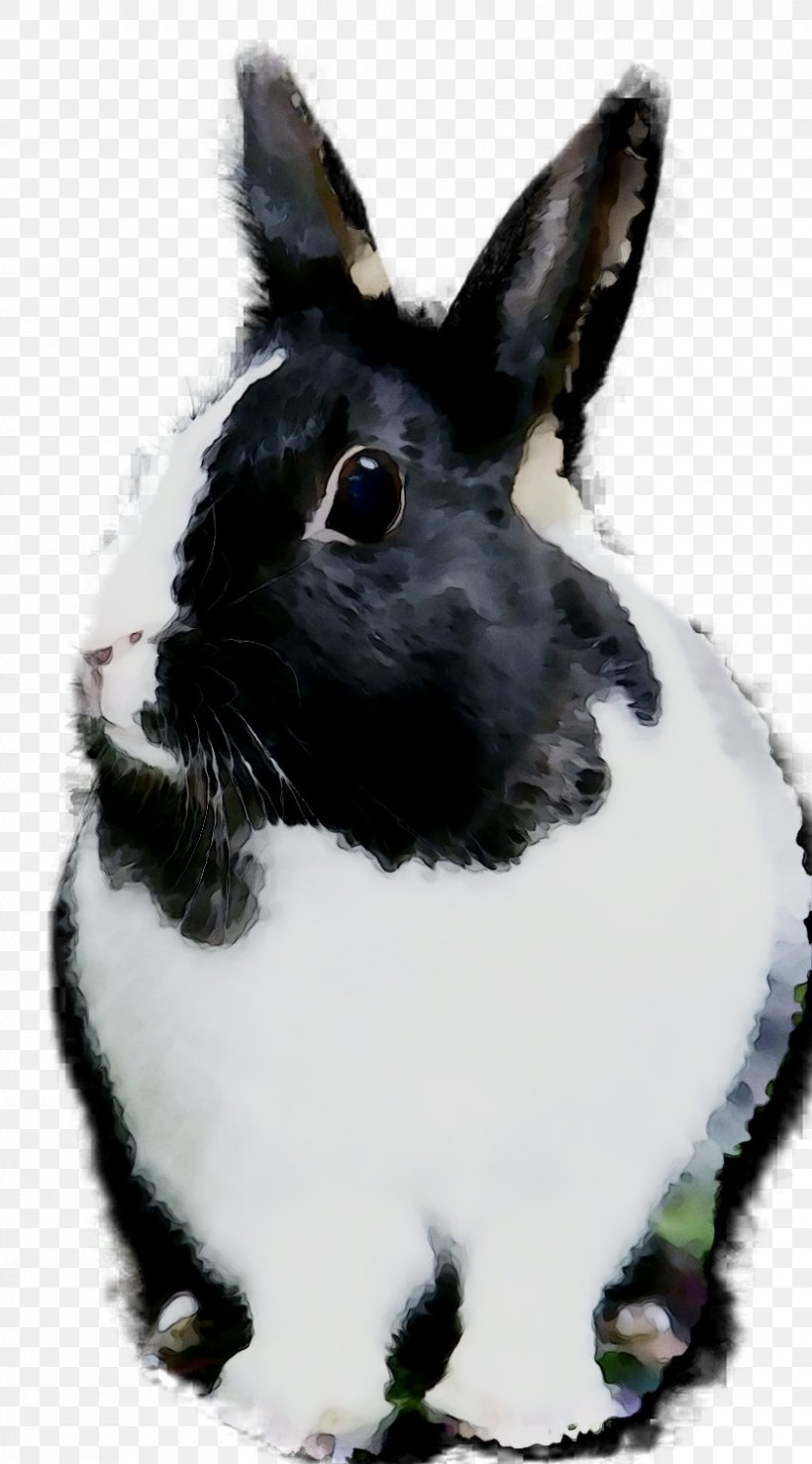 Domestic Rabbit Hare Whiskers Snout, PNG, 840x1515px, Domestic Rabbit, Animal Figure, Blackandwhite, Hare, Rabbit Download Free