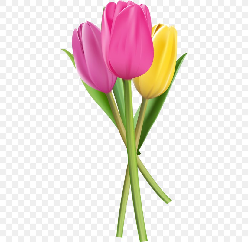 Flower Tulip Clip Art, PNG, 418x800px, Flower, Cut Flowers, Flower Bouquet, Flowering Plant, Lily Family Download Free