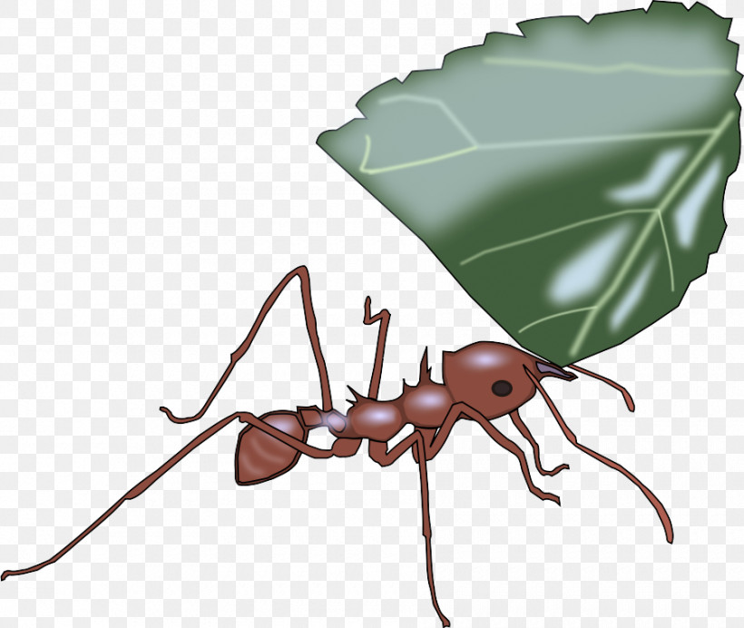 Insect Carpenter Ant Pest Ant Leaf, PNG, 900x760px, Insect, Ant, Carpenter Ant, Leaf, Membranewinged Insect Download Free