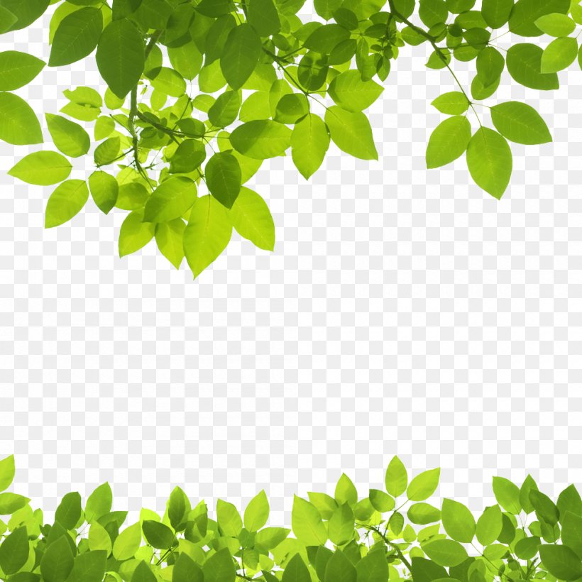 Leaf Green Stock Photography Clip Art, PNG, 1000x1000px, Leaf, Adobe Systems, Branch, Depositphotos, Grass Download Free