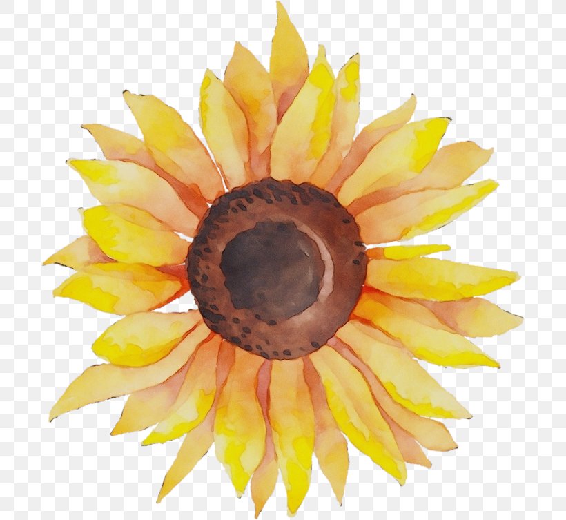 Sunflower, PNG, 700x753px, Watercolor, Closeup, Eye, Flower, Iris Download Free