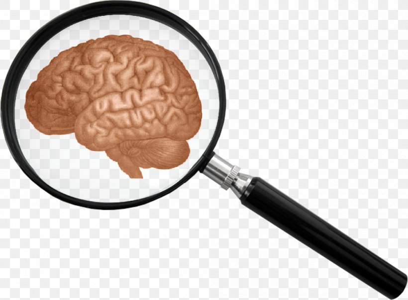 The Human Body: The Brain Magnifying Glass Clip Art, PNG, 1000x737px, Magnifying Glass, Brain, Central Nervous System, Glass, Human Brain Download Free