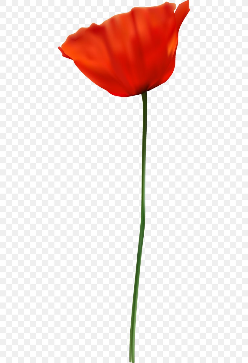 Common Poppy Opium Poppy Flower Image, PNG, 438x1200px, Poppy, Blume, Common Poppy, Coquelicot, Cut Flowers Download Free