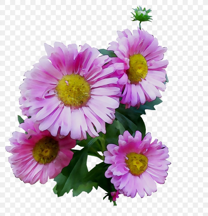 Garden Cosmos Chrysanthemum Marguerite Daisy Transvaal Daisy Cut Flowers, PNG, 1463x1522px, Garden Cosmos, Alpine Aster, Annual Plant, Argyranthemum, Artificial Flower Download Free