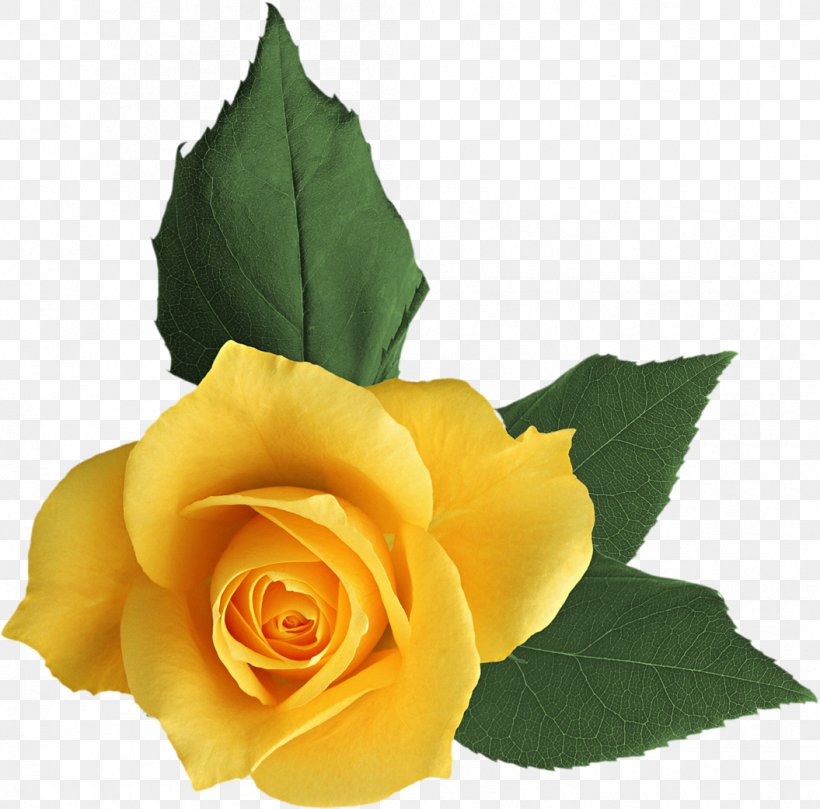 Garden Roses Flower Clip Art, PNG, 1055x1042px, Garden Roses, Collage, Cut Flowers, Decoupage, Floribunda Download Free