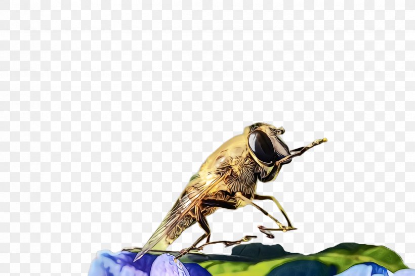 Insect Pest Fly House Fly Locust, PNG, 2448x1632px, Watercolor, Blowflies, Fly, Horse Flies, House Fly Download Free
