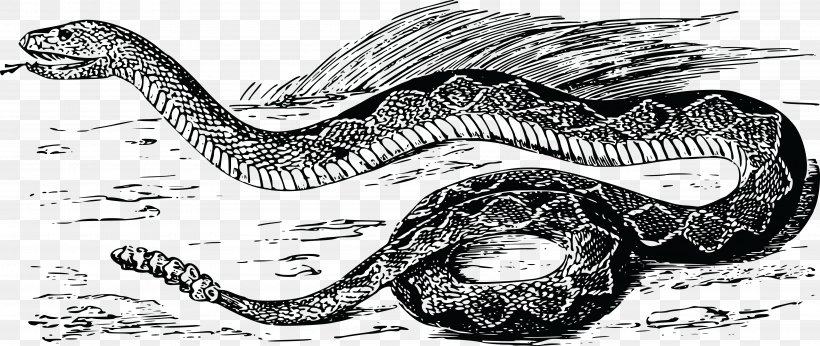 Rattlesnake Vipers Clip Art, PNG, 4000x1692px, Snake, Black And White, Boas, Digital Image, Extinction Download Free