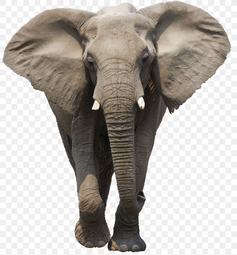 African Bush Elephant Asian Elephant African Forest Elephant, PNG, 1123x1209px, African Bush Elephant, African Elephant, African Forest Elephant, Asian Elephant, Elephant Download Free