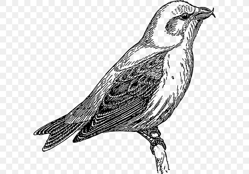 Common Cuckoo Clip Art, PNG, 600x574px, Common Cuckoo, Art, Beak, Bird, Black And White Download Free