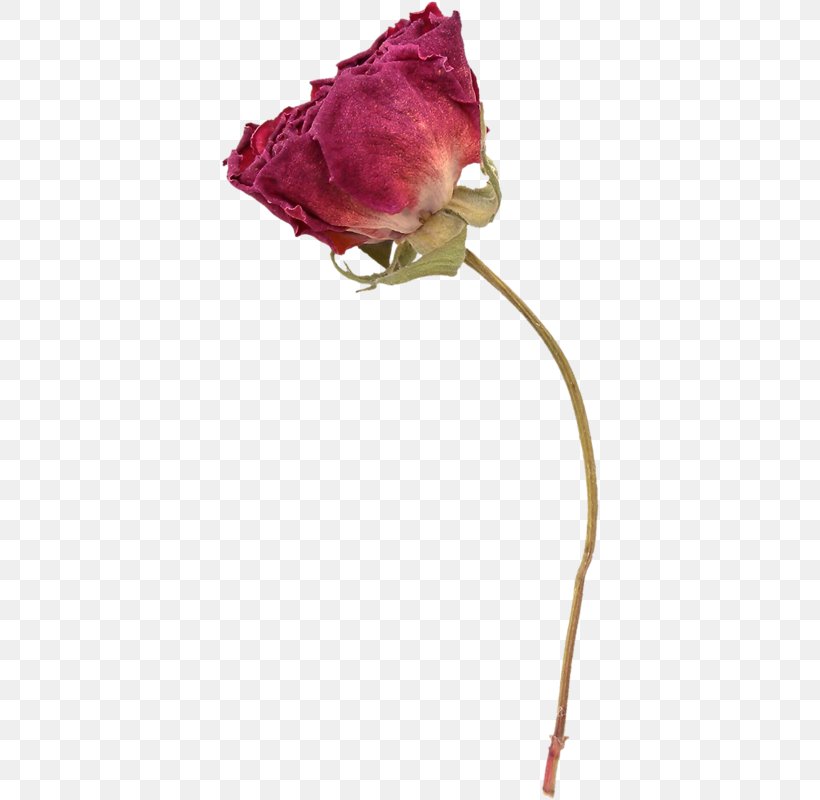 Garden Roses Flower Herbarium, PNG, 380x800px, Garden Roses, Blume, Cut Flowers, Flower, Flower Bouquet Download Free