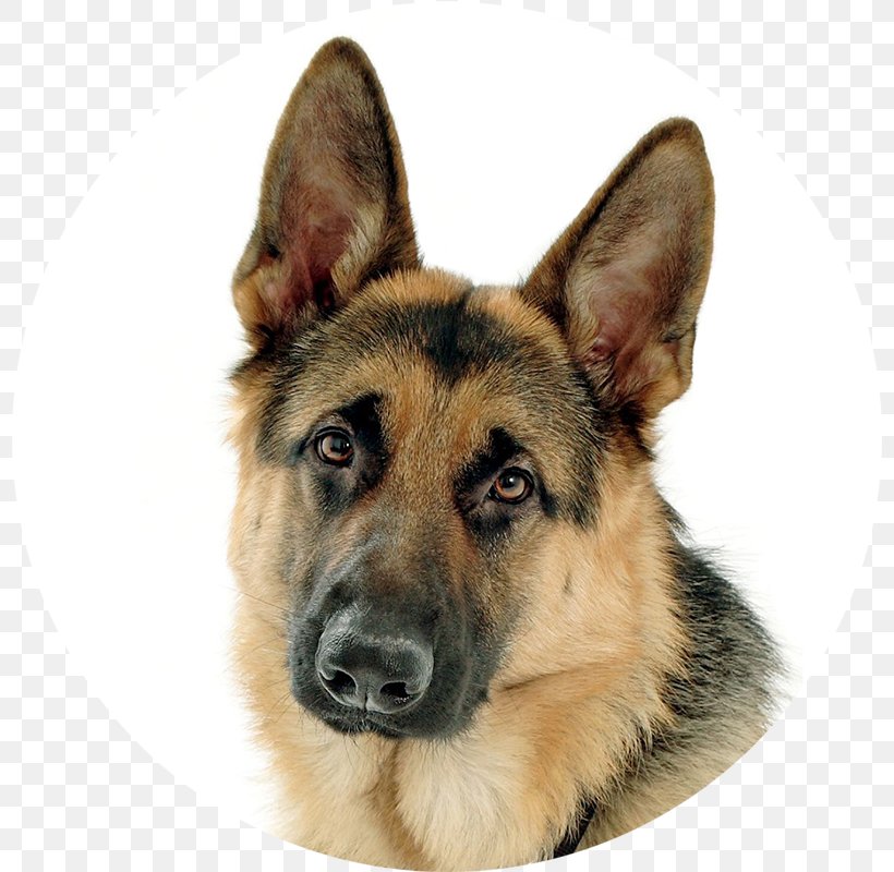 Old German Shepherd Dog Puppy Guard Dog, PNG, 798x800px, German Shepherd, Animal, Breed, Carnivoran, Cuteness Download Free