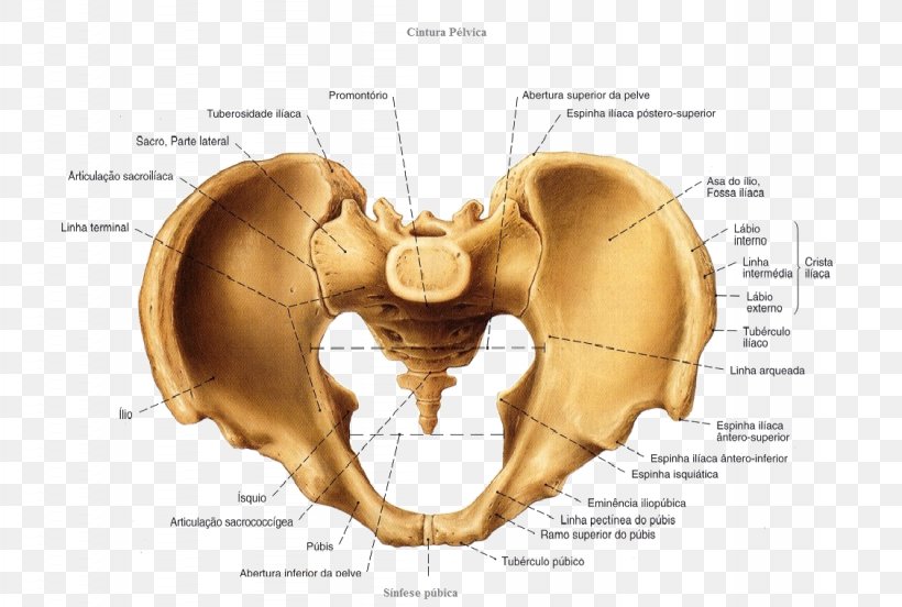 Pelvis Anatomy Hip Bone Vertebral Column, PNG, 1127x759px, Watercolor, Cartoon, Flower, Frame, Heart Download Free