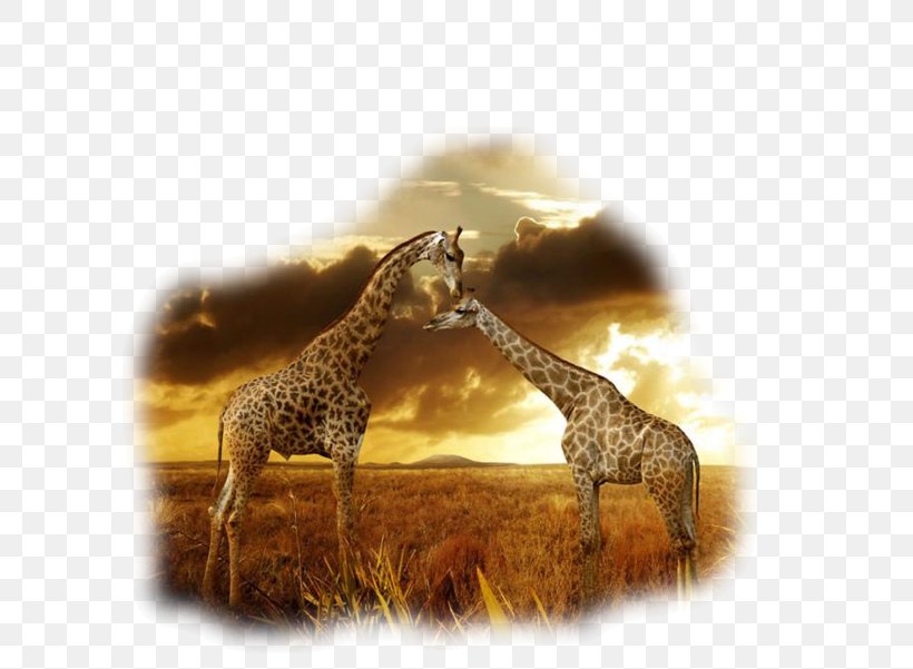 Wildlife Photography The African Savanna Northern Giraffe Camelopardalis Desktop Wallpaper, PNG, 600x601px, Wildlife Photography, Animal, Camelopardalis, Cloud, Fauna Download Free