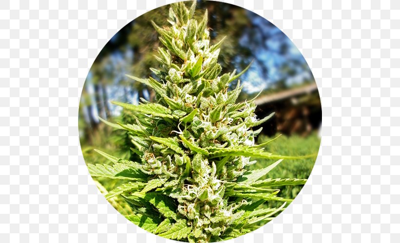 Autoflowering Cannabis Seed Bank Cannabis Sativa, PNG, 500x500px, Cannabis, Autoflowering Cannabis, Cannabidiol, Cannabis Sativa, Car Download Free