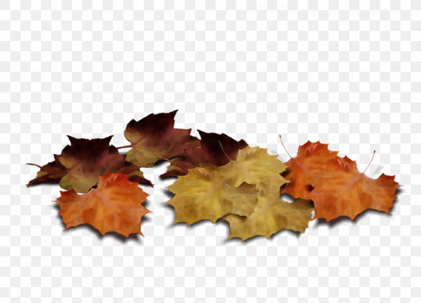Autumn Leaf Drawing, PNG, 1964x1416px, Leaf, Autumn, Autumn Leaf Color, Deciduous, Drawing Download Free