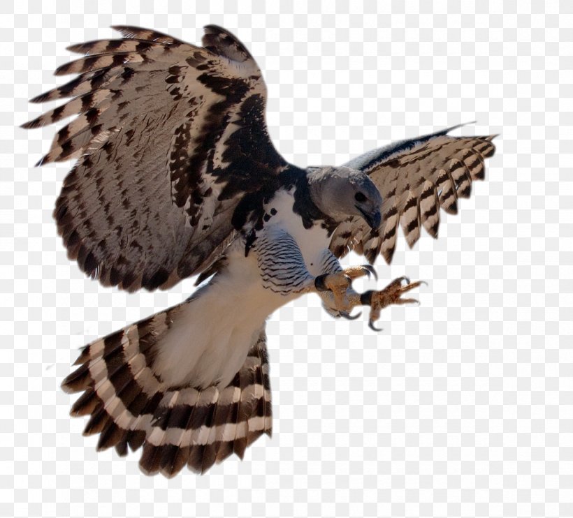 Bird Harpy Eagle Steller's Sea Eagle Philippine Eagle, PNG, 1170x1059px, Bird, Accipitriformes, Beak, Bird Of Prey, Crowned Eagle Download Free