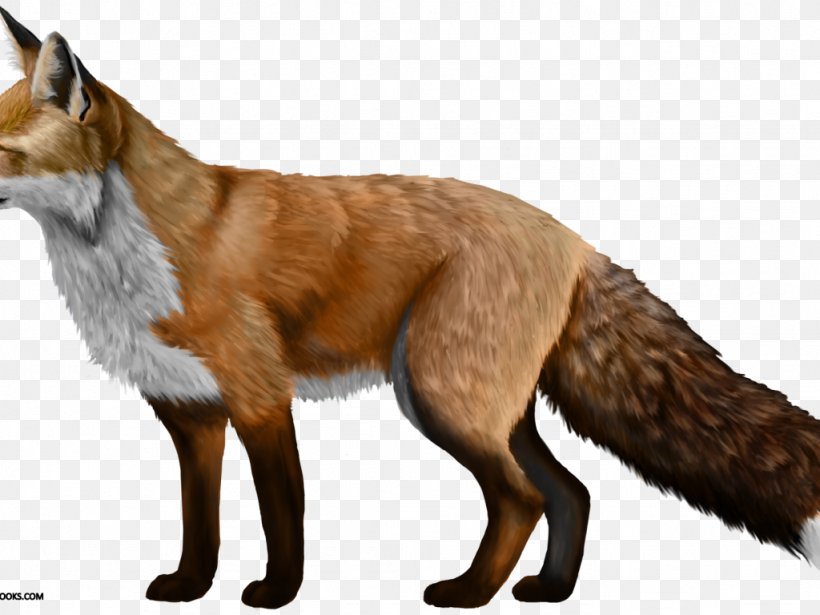 Domesticated Red Fox Silver Fox Arctic Fox Dog, PNG, 1024x768px, Domesticated Red Fox, Arctic Fox, Canidae, Carnivoran, Cat Download Free