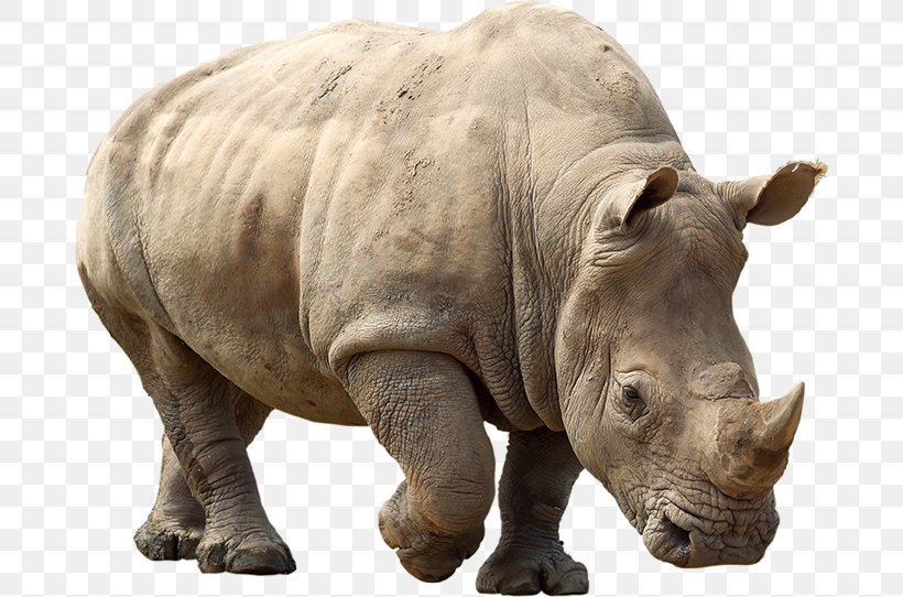 Northern White Rhinoceros Spider-Man Javan Rhinoceros, PNG, 686x542px, Rhinoceros, Animal, Child, Fauna, Game Download Free