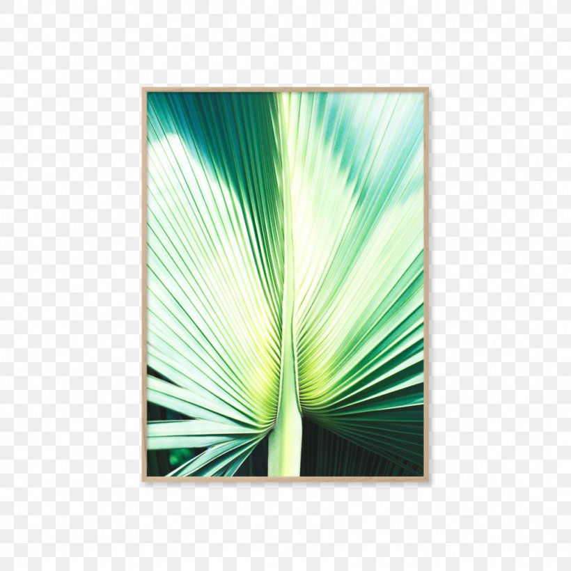 Photography Light Poster, PNG, 1024x1024px, Photography, Art, Botany, Centimeter, Color Download Free
