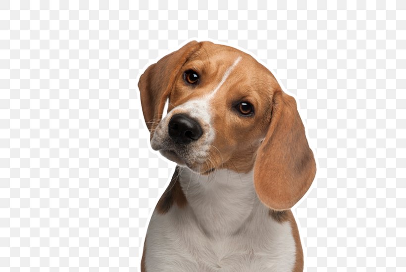 Beagle Chihuahua Puppy Animal Testing, PNG, 600x550px, Beagle, American Foxhound, Animal, Animal Rights, Animal Testing Download Free