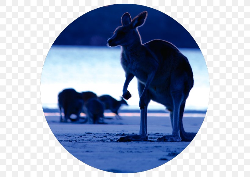 City Of Mackay National Geographic Kangaroo Outback, PNG, 640x580px, Mackay, Australia, City Of Mackay, Deer, Fauna Download Free