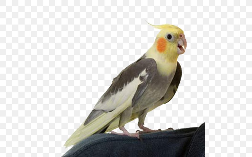 Cockatiel Bird Pet Cockatoo Parakeet, PNG, 512x512px, Cockatiel, Aviary, Beak, Bird, Bird Intelligence Download Free